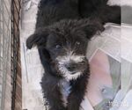 Small Photo #5 Jack Russell Terrier-Unknown Mix Puppy For Sale in Washington, DC, USA