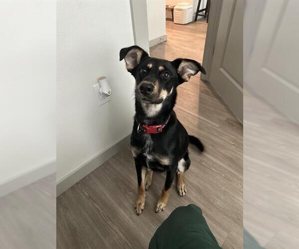 Medium Photo #2 German Shepherd Dog-Unknown Mix Puppy For Sale in San Antonio, TX, USA