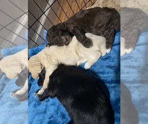 Aussiedoodle Puppy for sale in FILER, ID, USA