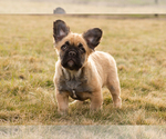 Small Photo #6 French Bulldog Puppy For Sale in SYRACUSE, IN, USA