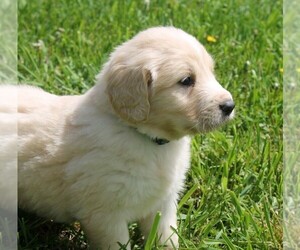 Golden Pyrenees Puppy for sale in CLAYTON, WA, USA