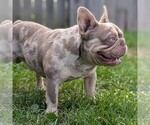 Small Photo #1 French Bulldog Puppy For Sale in GOSHEN, IN, USA