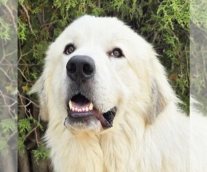 Beautiful Ms Butters de Golden Pyr Bonded Pair - Female Great Pyrenees Dog for Adoption - Photo #3