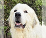 Small Photo #3 Great Pyrenees Puppy For Sale in Albuquerque, NM, USA