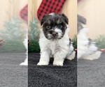 Small #6 Havanese
