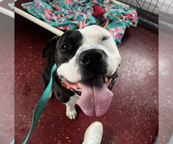 Medium Photo #23 Mutt Puppy For Sale in Fargo, ND, USA