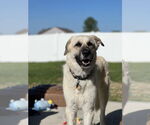 Small #2 German Shepherd Dog-Great Pyrenees Mix