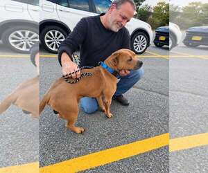 Mutt Dogs for adoption in Woodbury, NY, USA