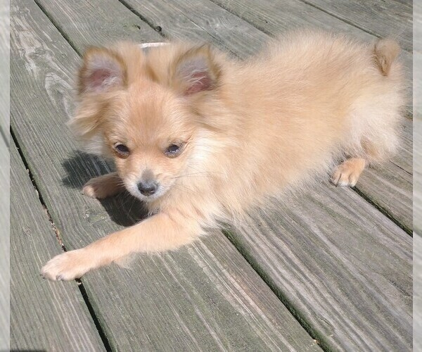 Medium Photo #1 Pomeranian Puppy For Sale in MARLTON, NJ, USA