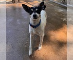 Small #2 Fox Terrier (Toy)