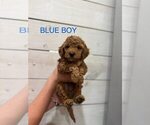 Puppy Puppy 2 Goldendoodle