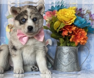 Pomsky-Shiba Inu Mix Puppy for sale in LANCASTER, PA, USA