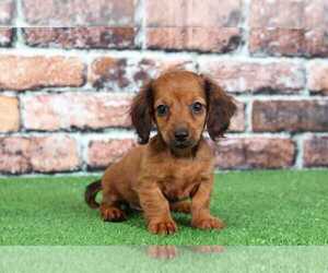 Dachshund Puppy for sale in BEL AIR, MD, USA