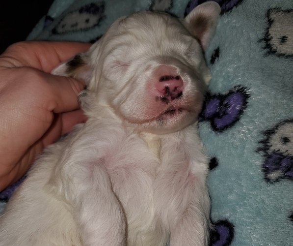 Medium Photo #9 Bernedoodle (Miniature) Puppy For Sale in LEETONIA, OH, USA