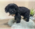 Small #1 YorkiePoo