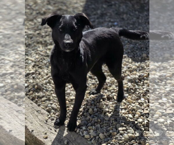 Medium Photo #1 Mutt Puppy For Sale in Woodsfield, OH, USA