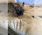 Small Photo #12 French Bulldog Puppy For Sale in WOODRUFF, SC, USA