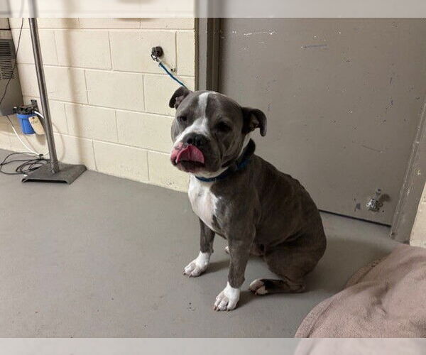 Medium Photo #1 American Pit Bull Terrier Puppy For Sale in Sanford, FL, USA