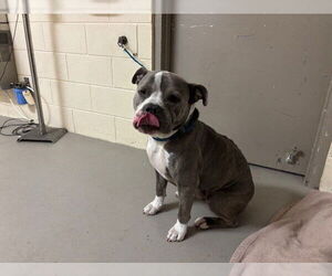 American Pit Bull Terrier Dogs for adoption in Sanford, FL, USA