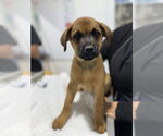 Small #7 Rottweiler Mix