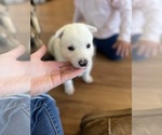 Small Photo #6 Siberian Husky-Swiss Shepherd Mix Puppy For Sale in HAMPTON, VA, USA