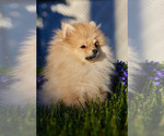 Small Pomeranian