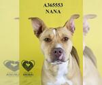 Small #1 American Pit Bull Terrier Mix