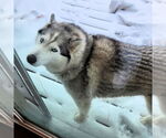 Small #2 Siberian Husky