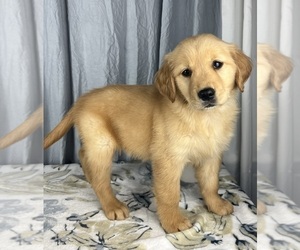 Golden Retriever Puppy for sale in GREENWOOD, IN, USA