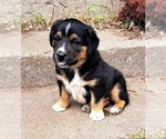 Puppy Nemo Border Collie-Newfoundland Mix