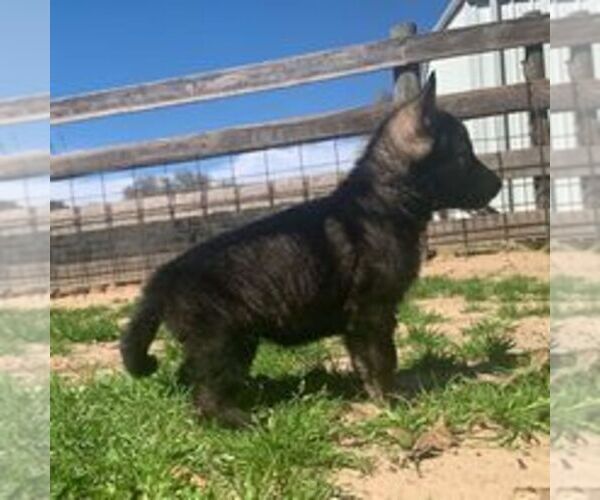 Medium Photo #1 German Shepherd Dog Puppy For Sale in HEMPSTEAD, TX, USA