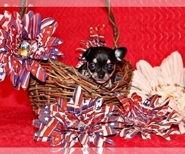 Medium Photo #2 Chihuahua Puppy For Sale in CHARLESTON, AR, USA