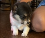 Puppy Yin Yang Pembroke Welsh Corgi