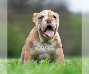 Medium Bulldog