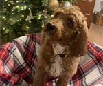 Puppy 6 Irish Doodle-Poodle (Standard) Mix