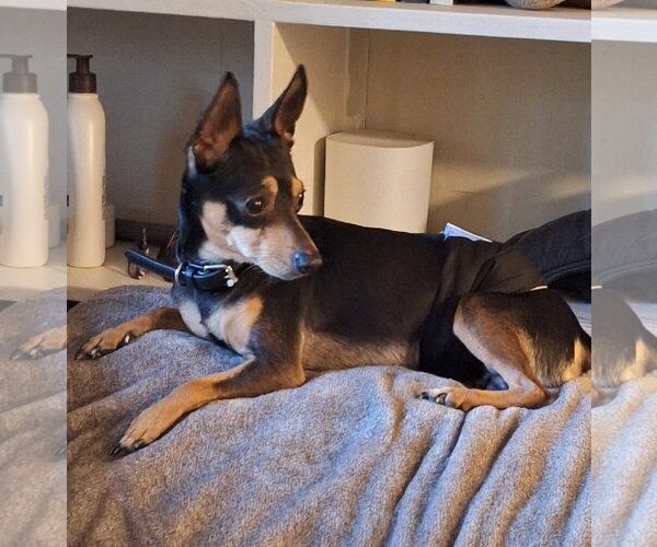 Medium Photo #2 Miniature Pinscher-Unknown Mix Puppy For Sale in Mobile, AL, USA