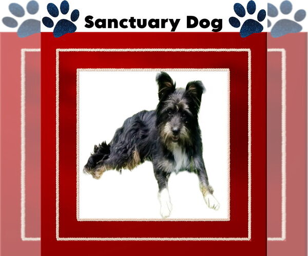 Medium Photo #2 Mutt Puppy For Sale in Cuba, NY, USA