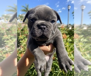 French Bulldog Puppy for sale in FORT MYERS, FL, USA