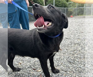 Isles - Female Labrador Retriever-Unknown Mix Dog for Adoption - Photo #4