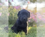Small Photo #12 Cane Corso-Doberman Pinscher Mix Puppy For Sale in MODESTO, CA, USA