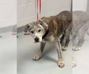 Chinese Shar-Pei-Unknown Mix Dogs for adoption in St. Cloud, FL, USA