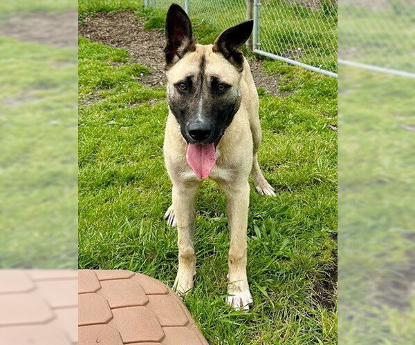 Medium Photo #2 Mutt Puppy For Sale in McKinleyville, CA, USA
