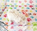 Small #6 Maltipoo (Toy)