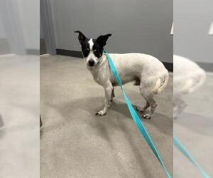 Chihuahua Dogs for adoption in San Martin, CA, USA