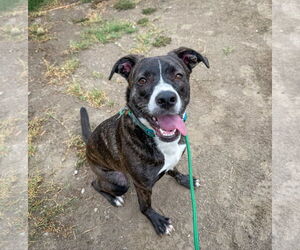 American Pit Bull Terrier-Labrador Retriever Mix Dogs for adoption in San Diego, CA, USA