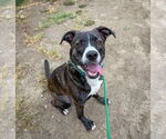 Small American Pit Bull Terrier-Labrador Retriever Mix