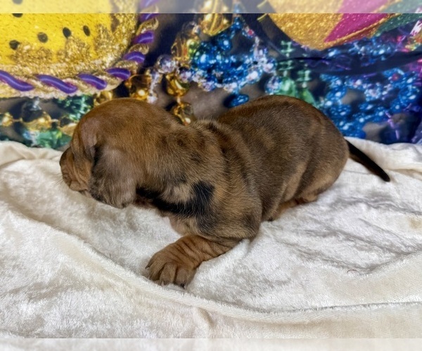 Medium Photo #9 Dachshund Puppy For Sale in CASSVILLE, MO, USA