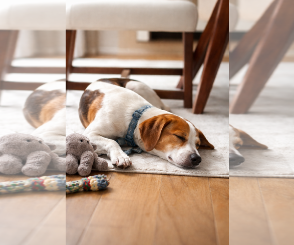 Medium Photo #5 Mutt Puppy For Sale in Spotsylvania, VA, USA