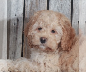 Cock-A-Poo Puppy for sale in MARIETTA, GA, USA