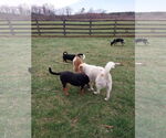 Small #5 Mutt